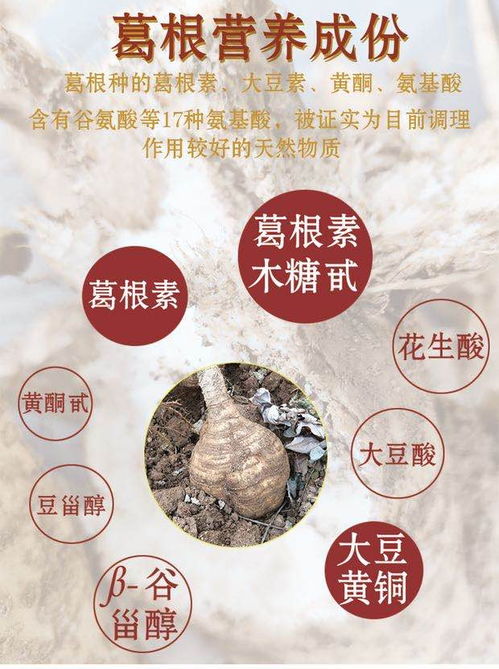 农家葛根 来自云浮云雾山居的绿色鲜味