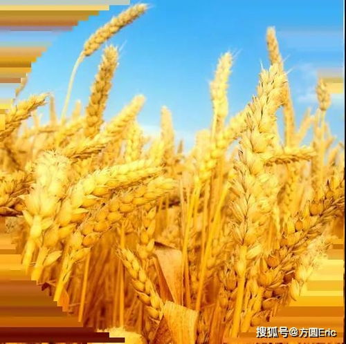 良好农业规范（GAP）与初级农产品 定义、核心与实践意义