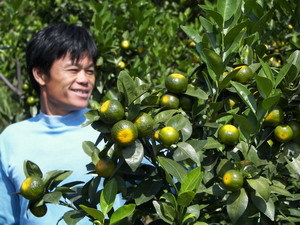 连麦镇 初级农产品的绿色宝藏