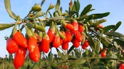 中宁枸杞商城 推动枸杞产业从初级农产品向现代化转型